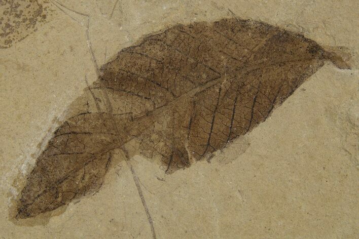 Fossil Leaf (Cedrelospermum) - Green River Formation, Utah #334299